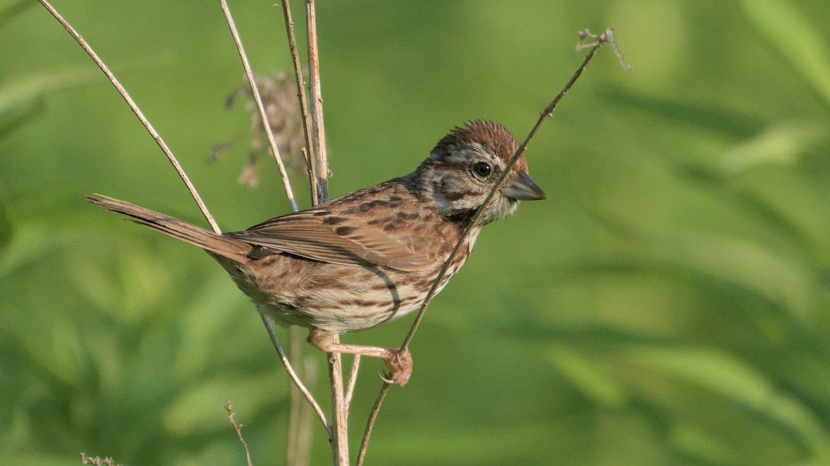 Song Sparrow - Robert Howard