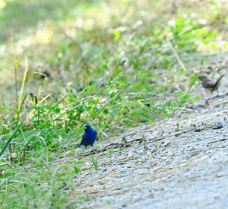 Indigo Bunting - ML620640554