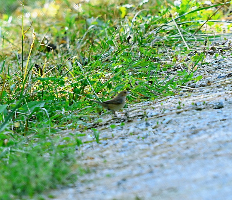 Indigo Bunting - ML620640556