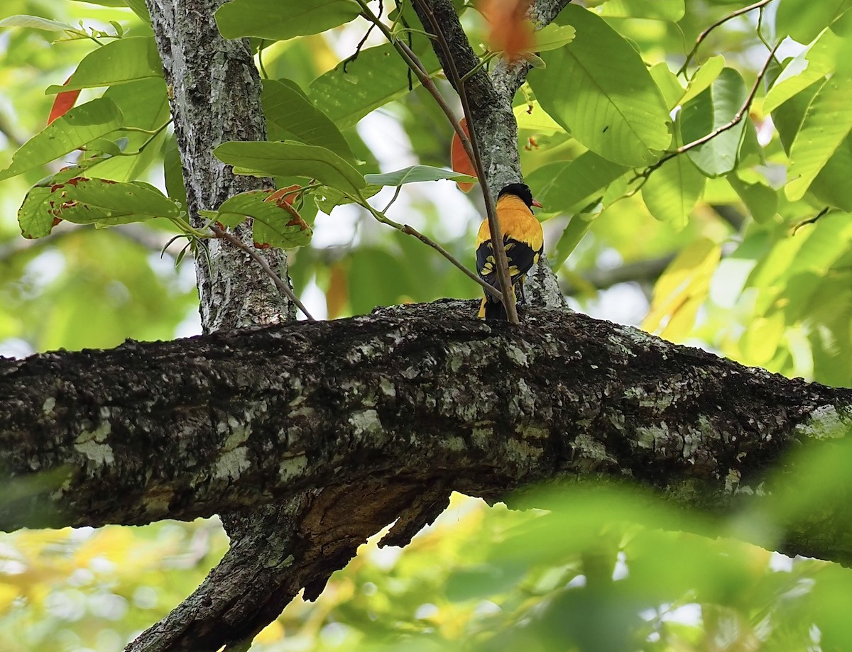 Black-hooded Oriole - 芳色 林