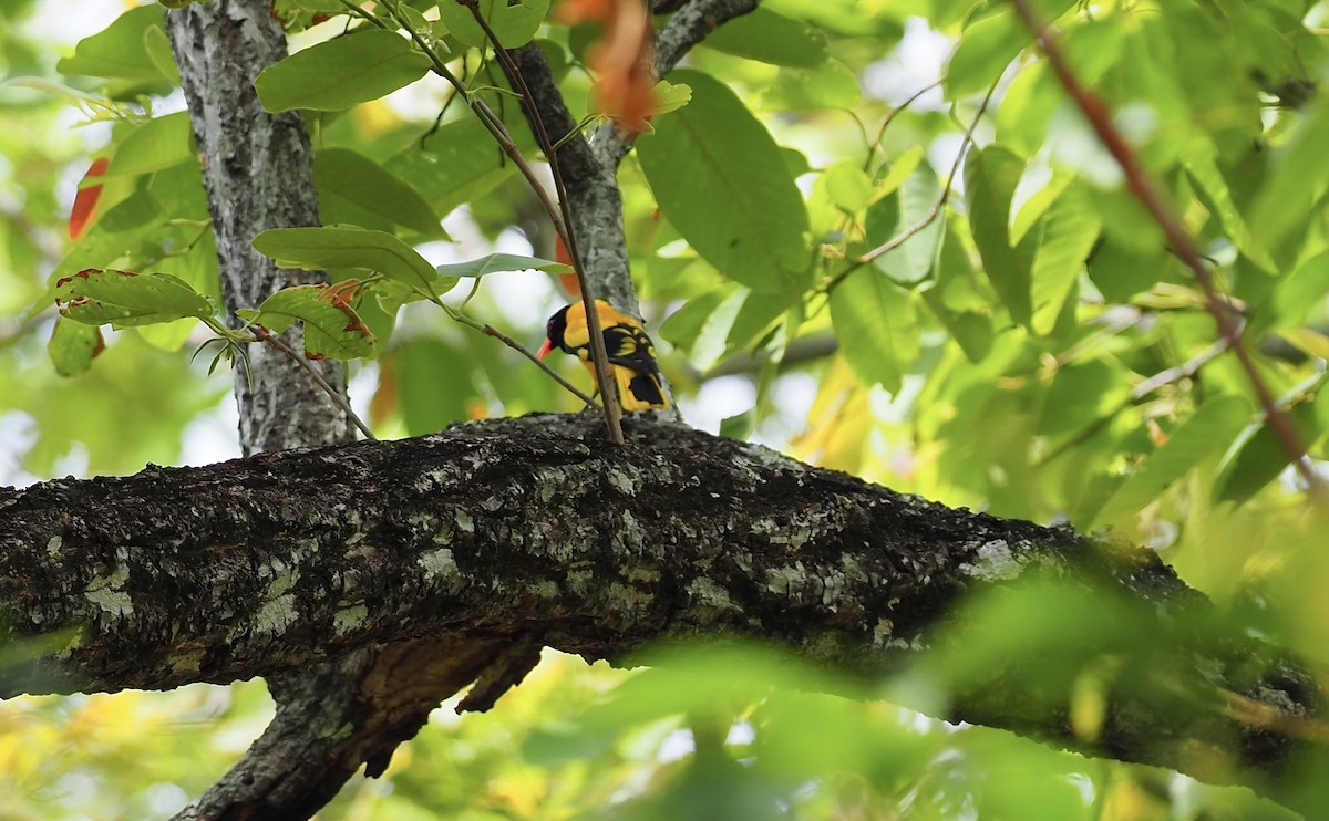 Black-hooded Oriole - ML620640560