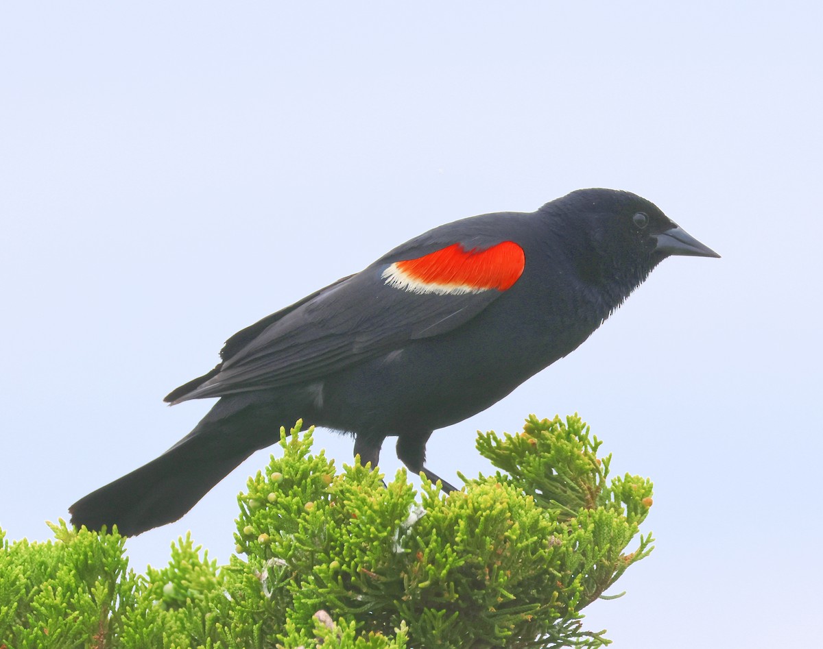 Red-winged Blackbird - ML620640562