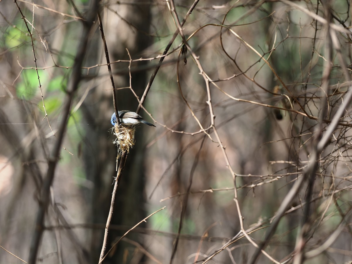 Black-naped Monarch - 芳色 林