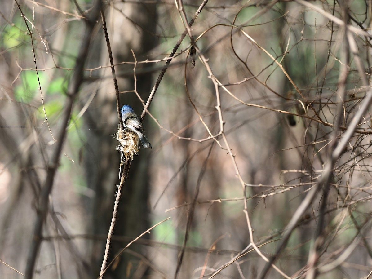 Black-naped Monarch - ML620640565