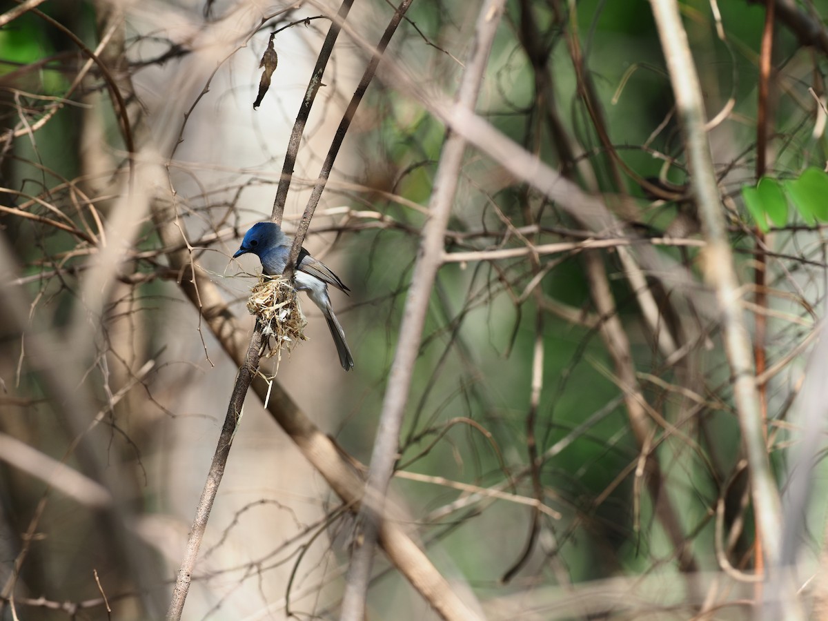 Black-naped Monarch - ML620640568