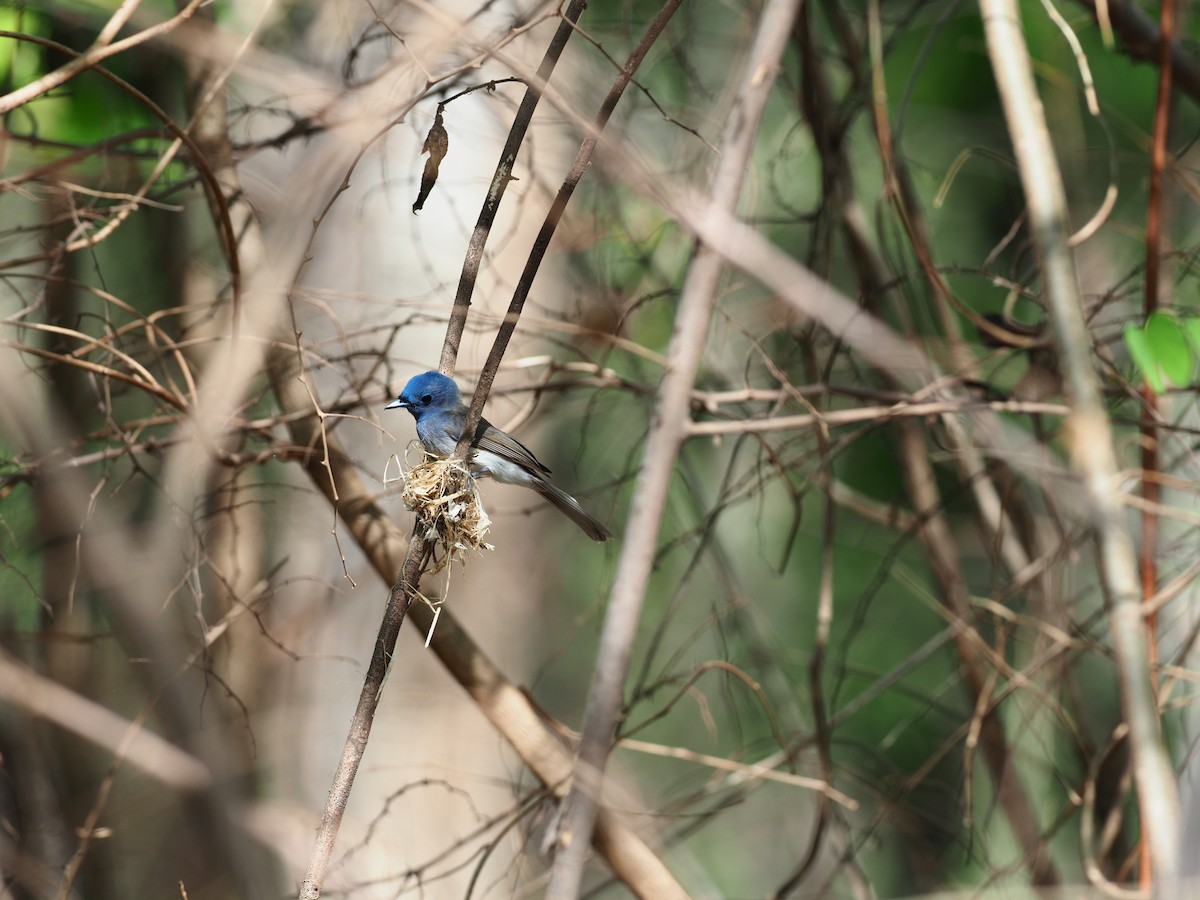 Black-naped Monarch - ML620640570