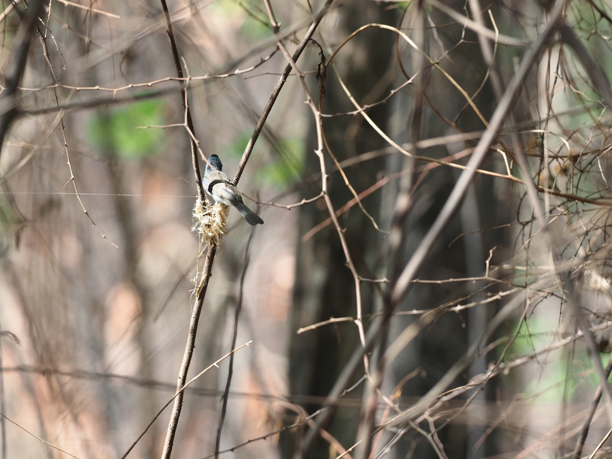 Golden-fronted Leafbird - ML620640573