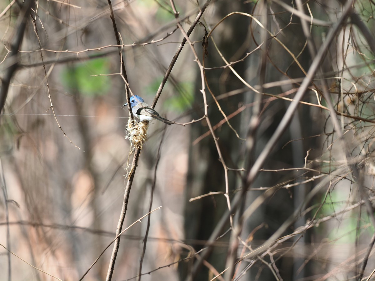 Black-naped Monarch - ML620640577