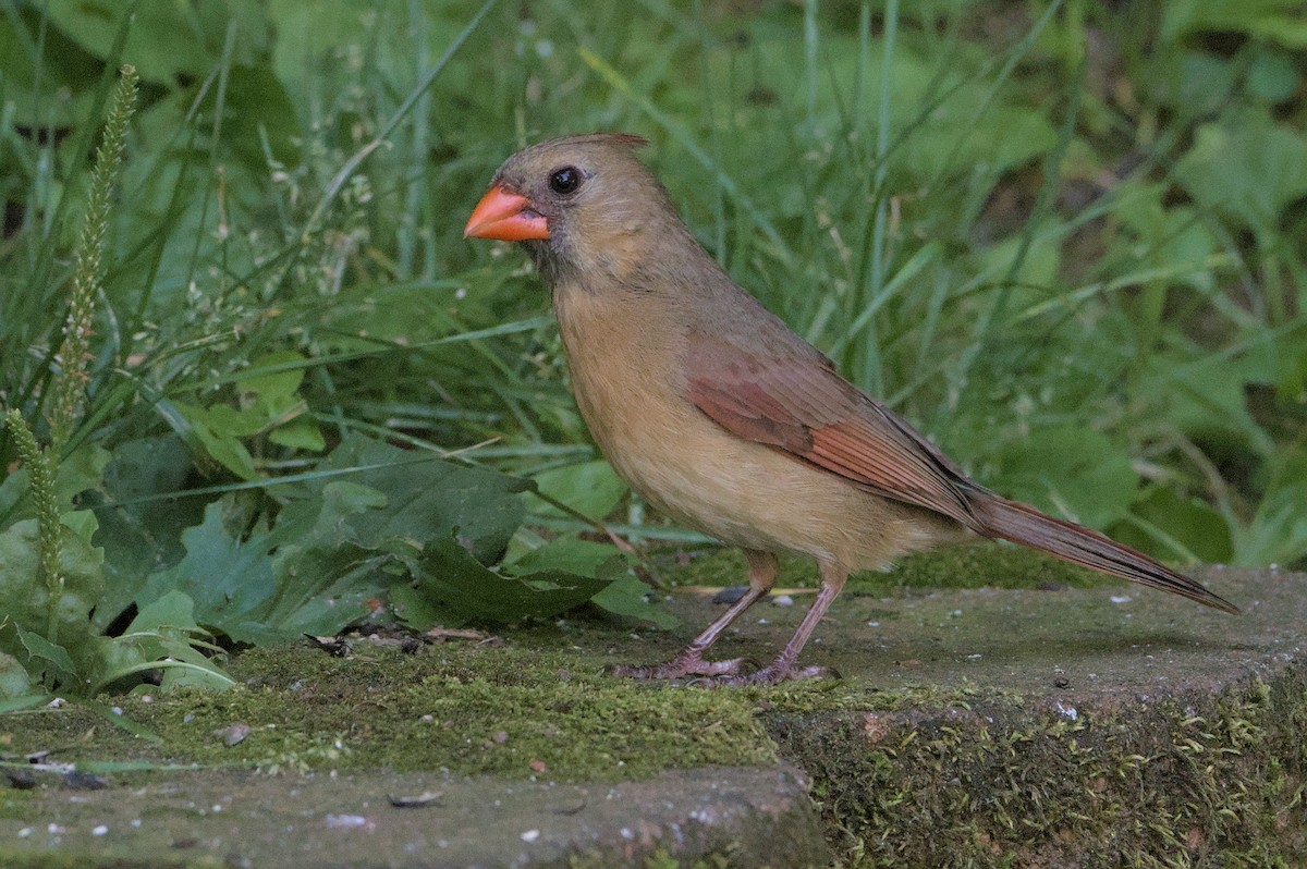 Northern Cardinal - ML620640581