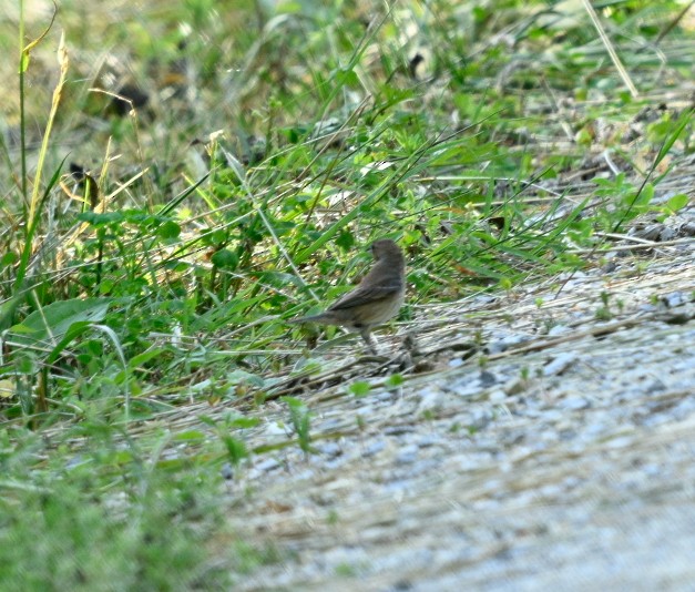 Indigo Bunting - ML620640583