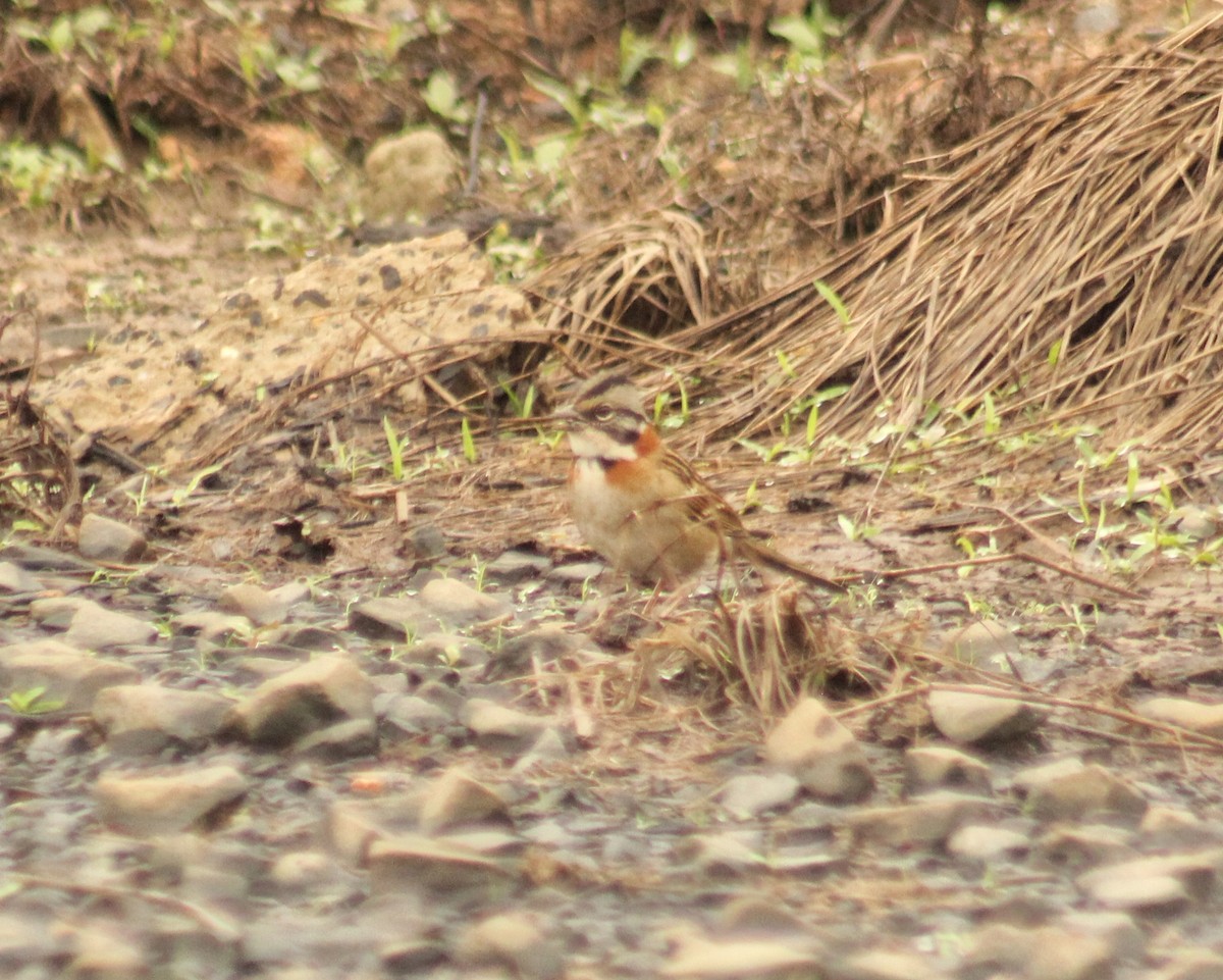 Rufous-collared Sparrow (Rufous-collared) - ML620640588