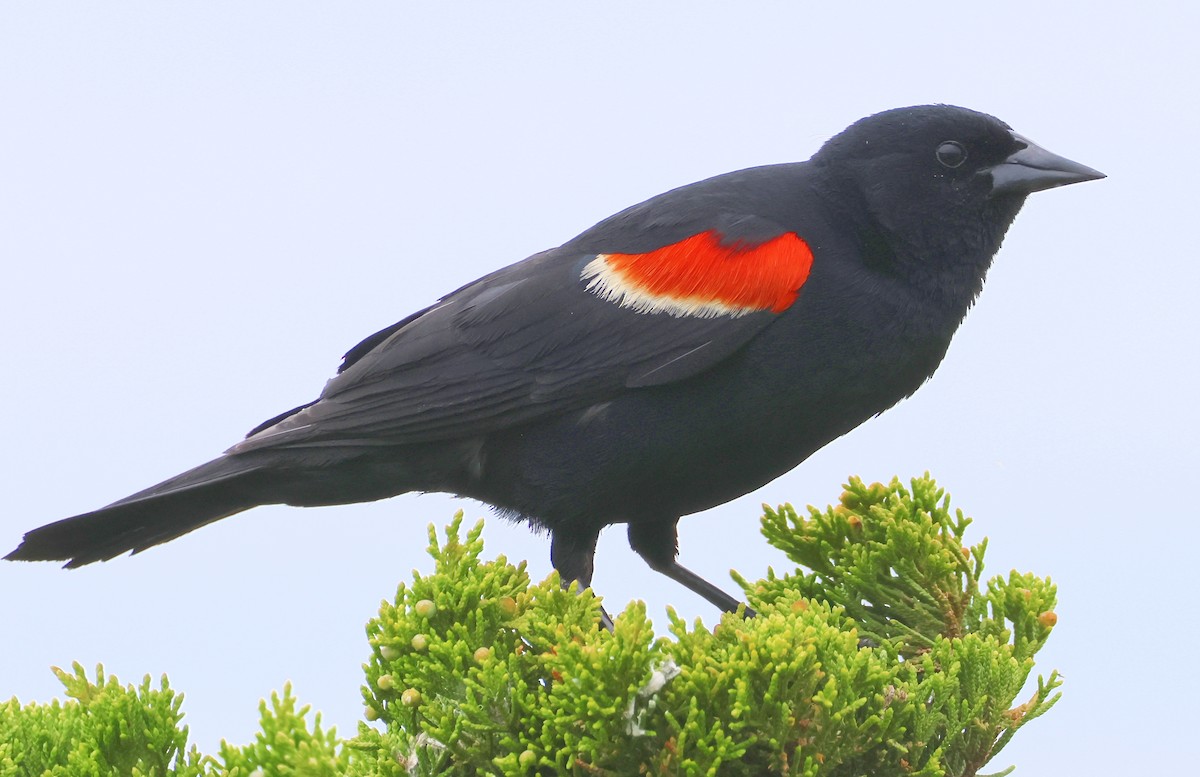 Red-winged Blackbird - ML620640589