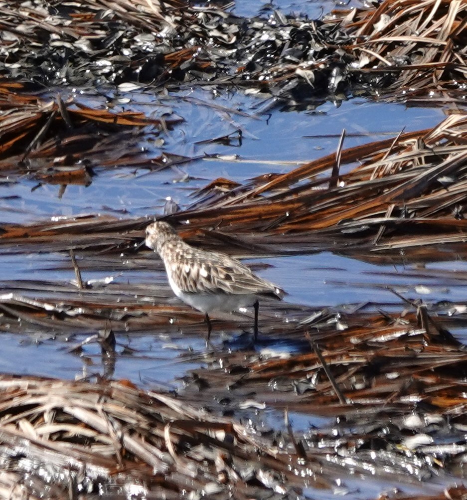 Semipalmated Sandpiper - ML620640591