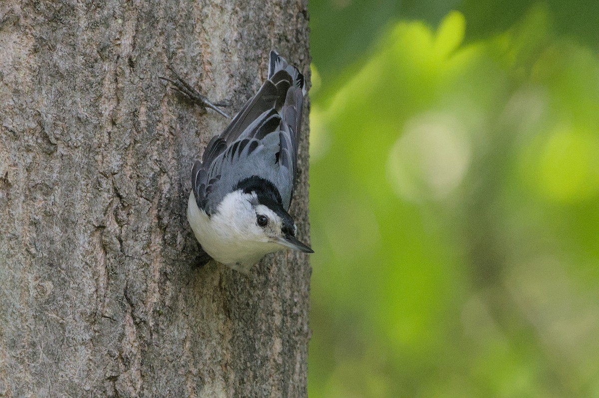 White-breasted Nuthatch - ML620640593