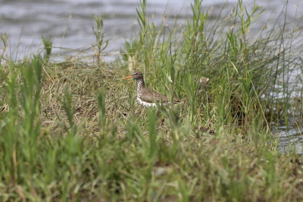 Spotted Sandpiper - ML620640594