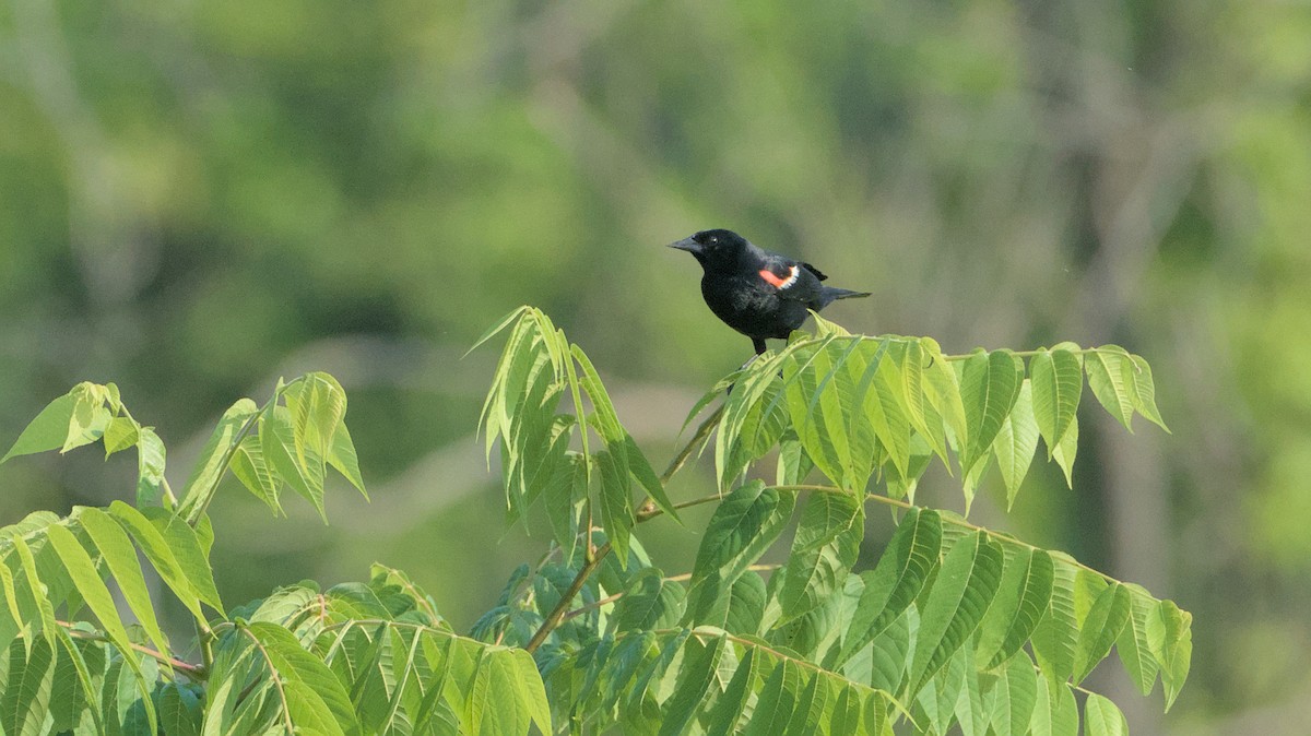 Red-winged Blackbird - ML620640596