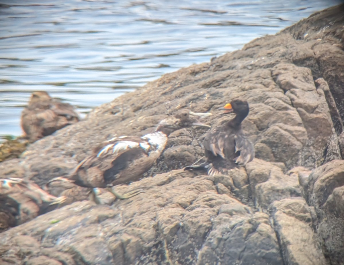 Black Scoter - ML620640602