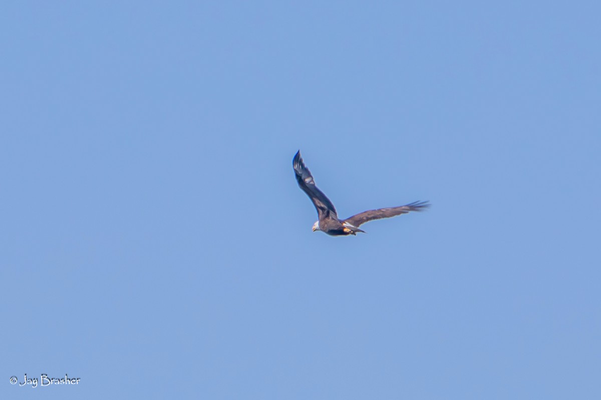 Bald Eagle - ML620640604