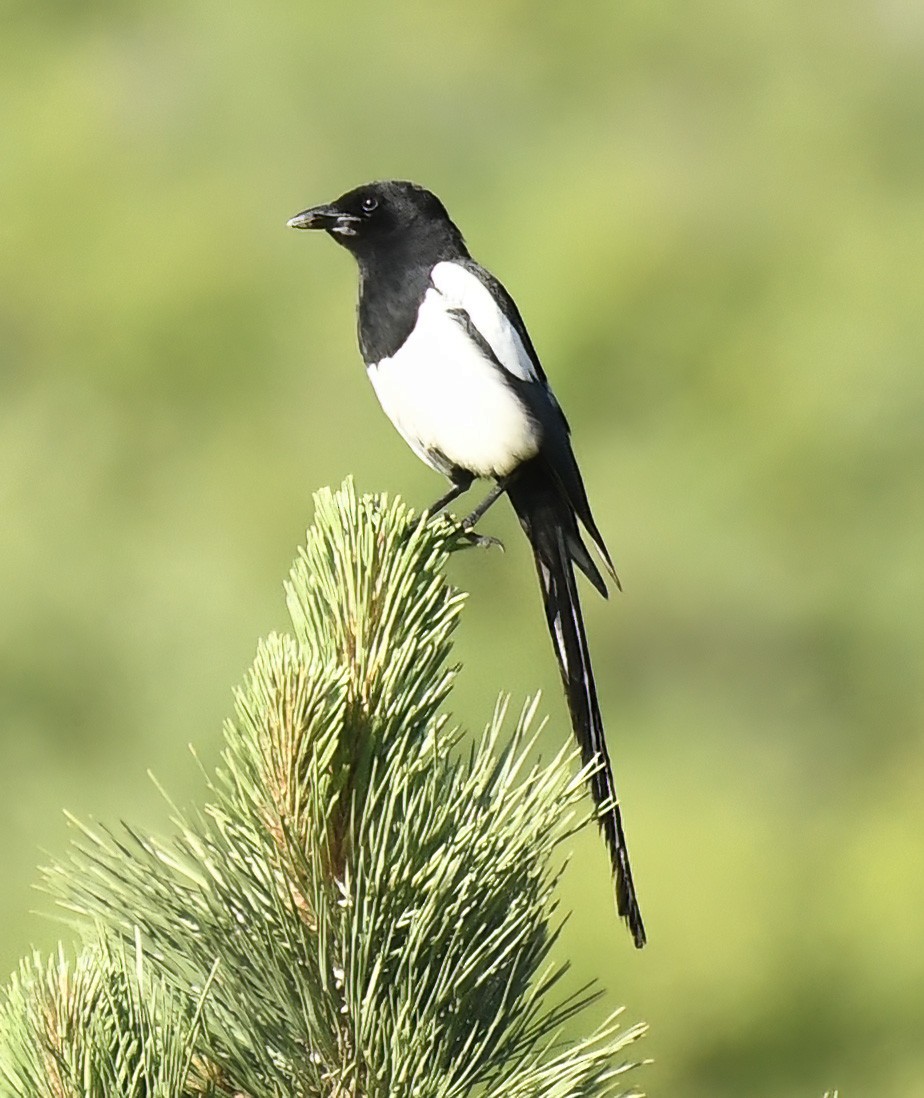 Black-billed Magpie - ML620640606