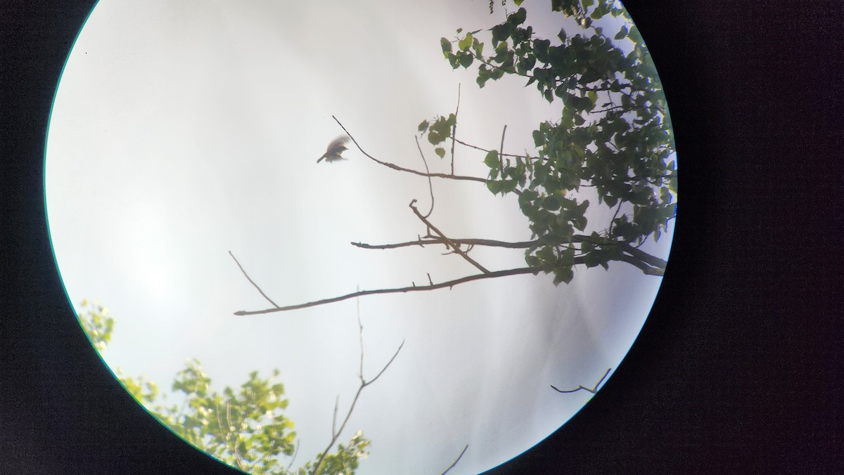 Vermilion Flycatcher - ML620640611