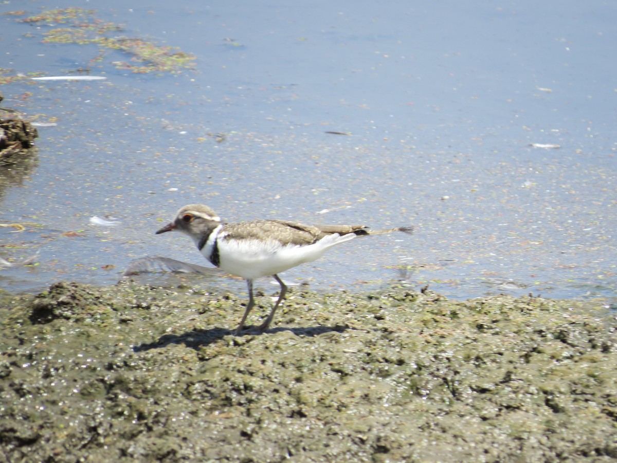 Three-banded Plover - ML620640613