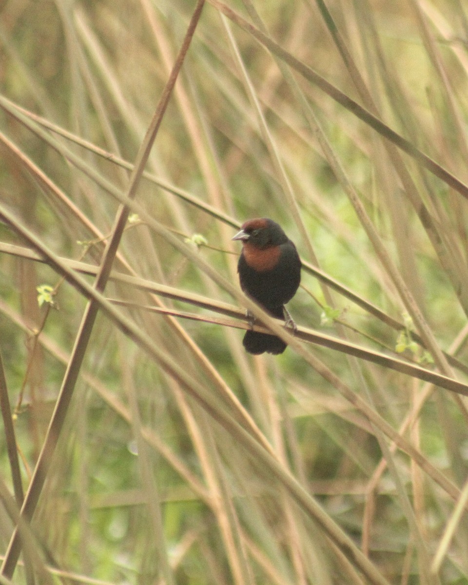 Chestnut-capped Blackbird - ML620640614