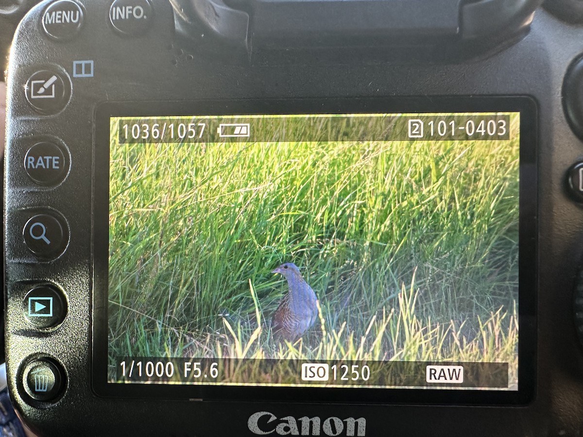 Corn Crake - ML620640615