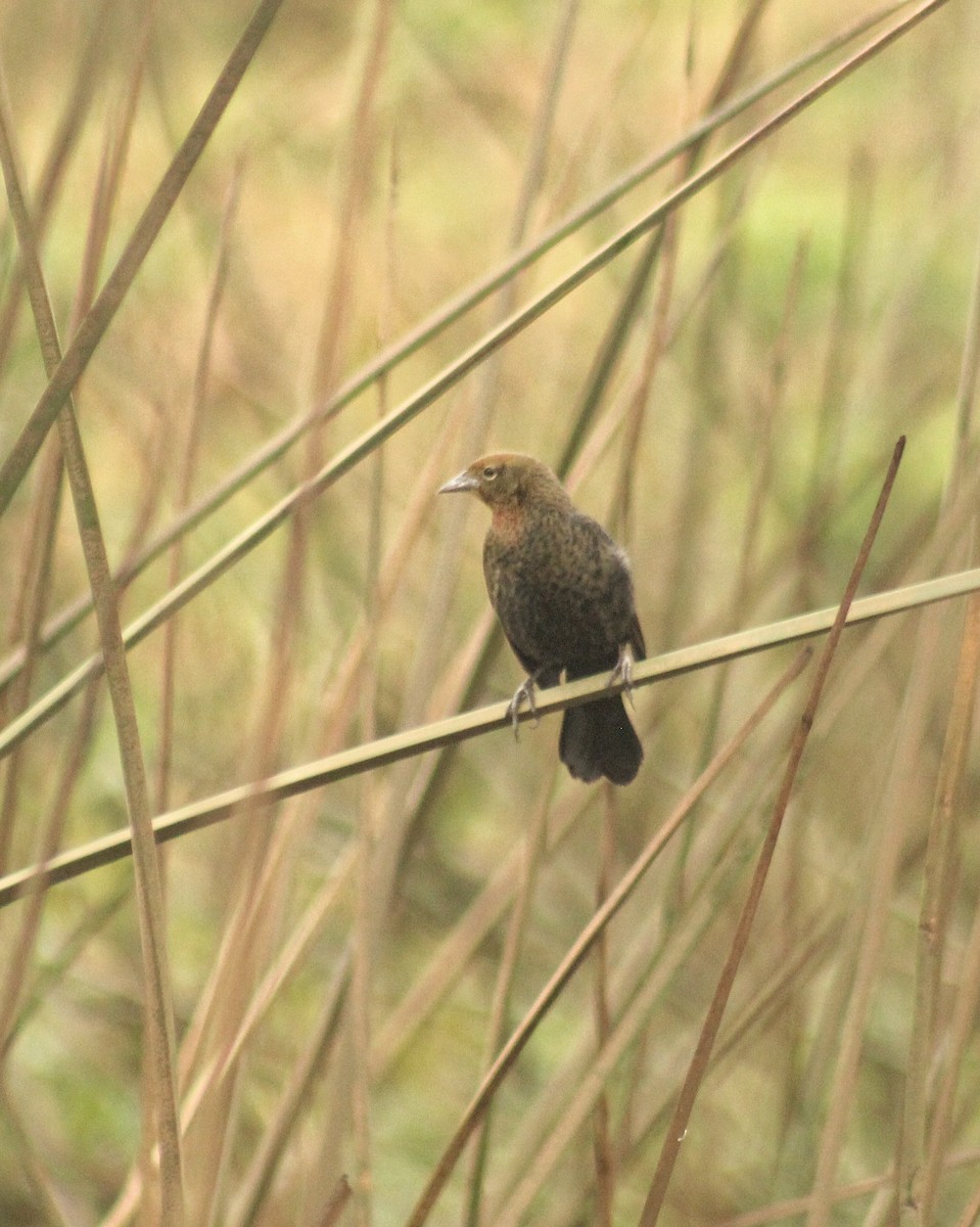 Chestnut-capped Blackbird - ML620640616