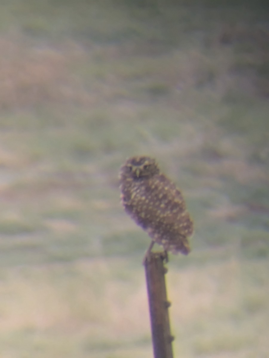 Burrowing Owl - ML620640618