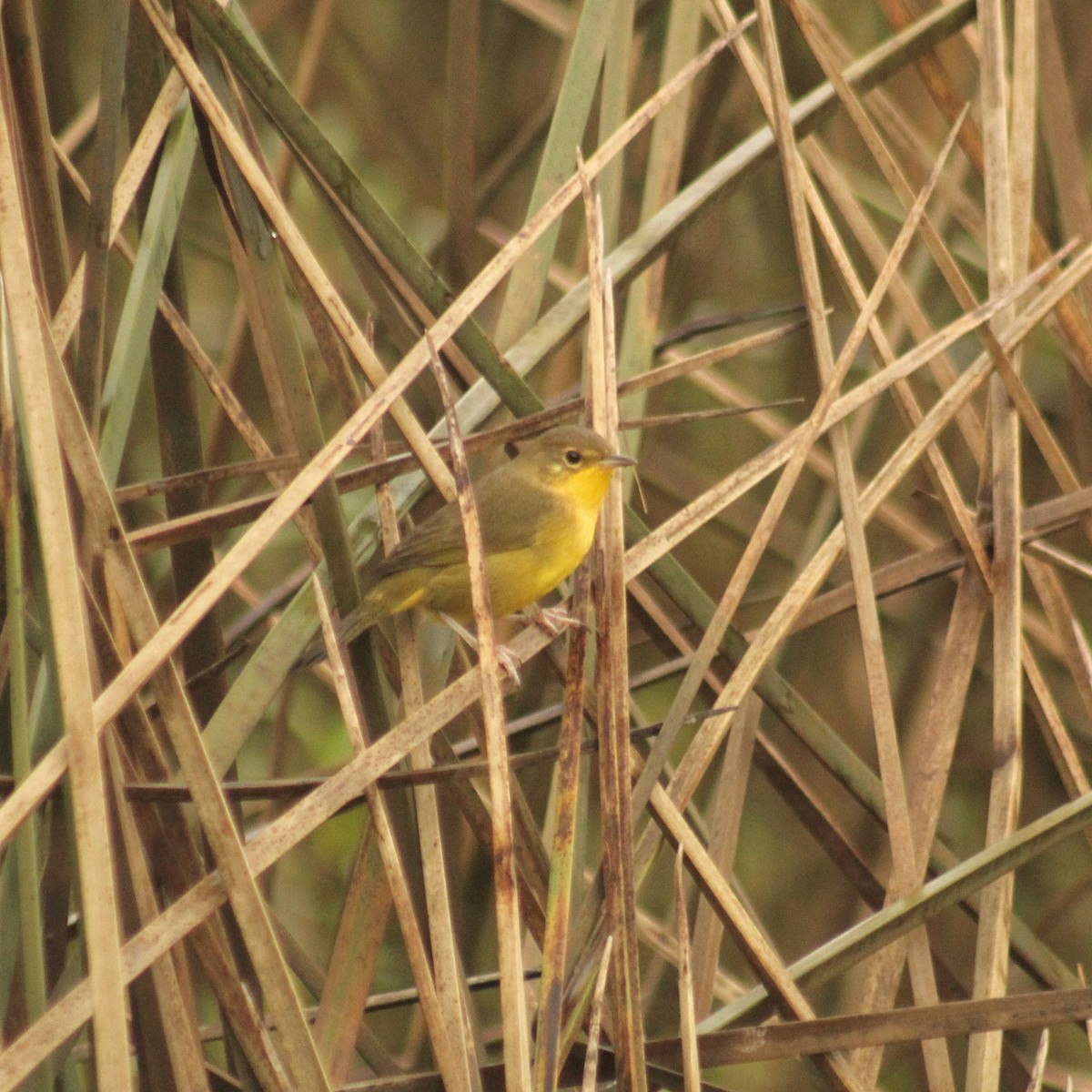 Southern Yellowthroat - ML620640620