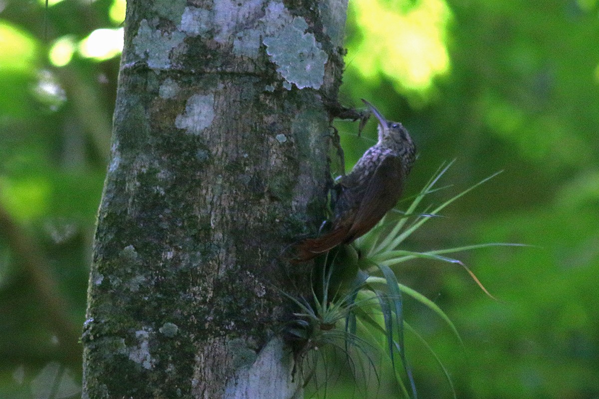 Lesser Woodcreeper - ML620640626