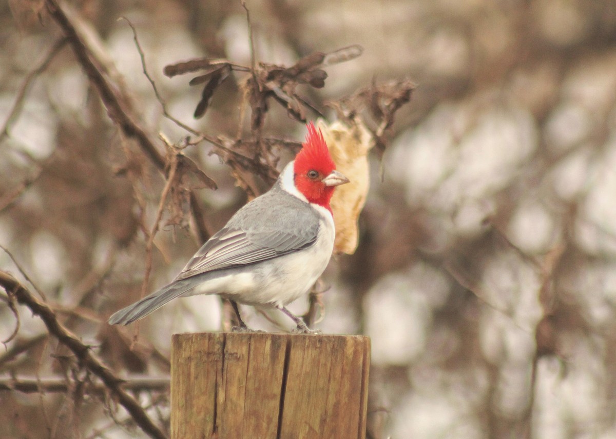 Red-crested Cardinal - ML620640628