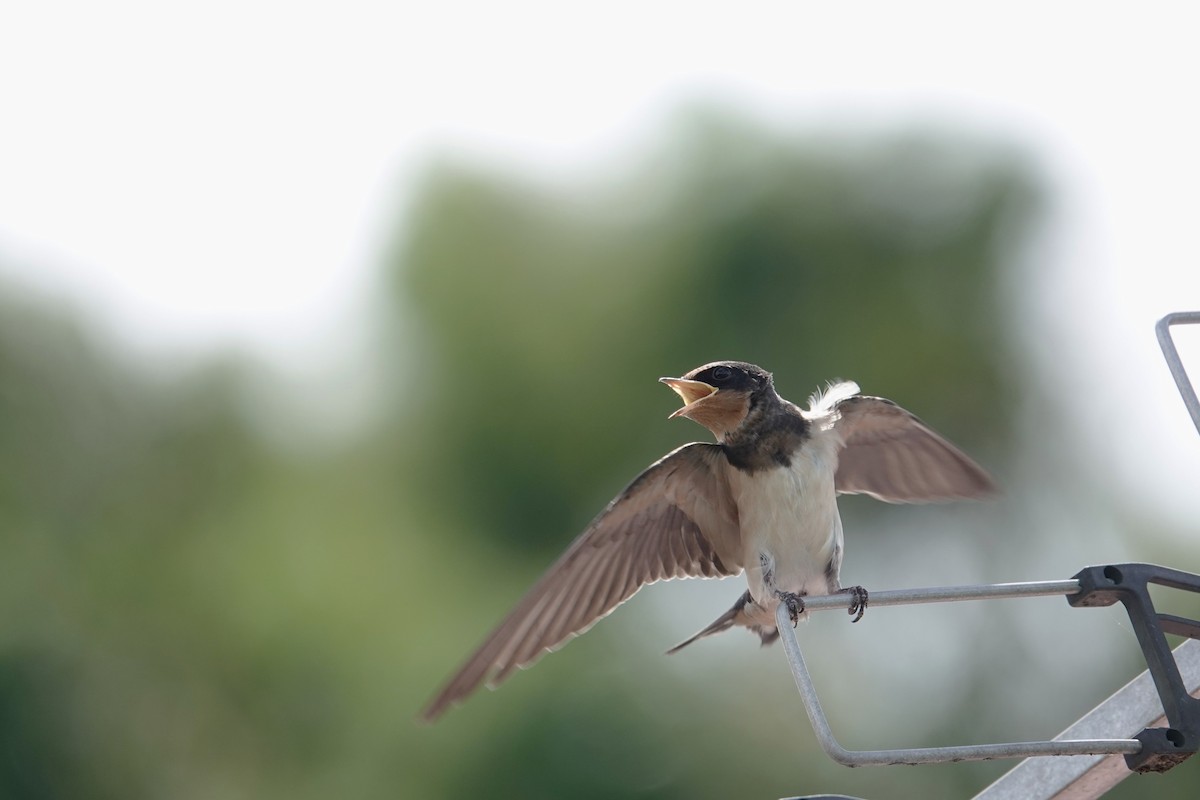 Barn Swallow - ML620640629