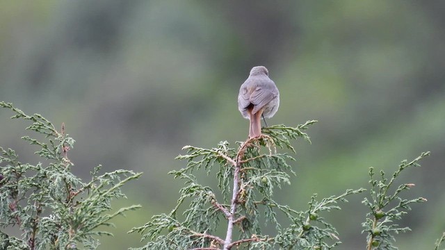 Hodgson's Redstart - ML620640635