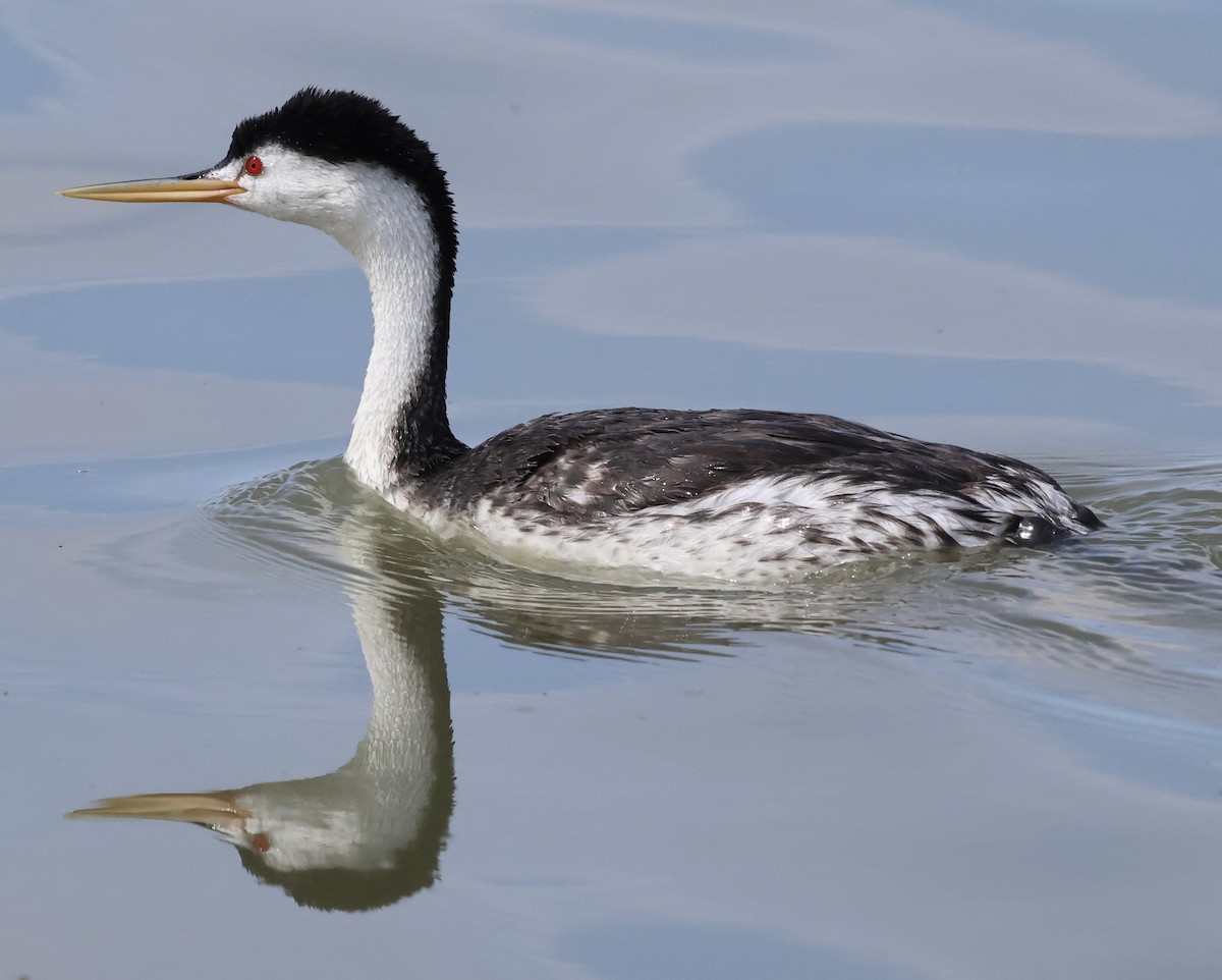 Clark's Grebe - ML620640638