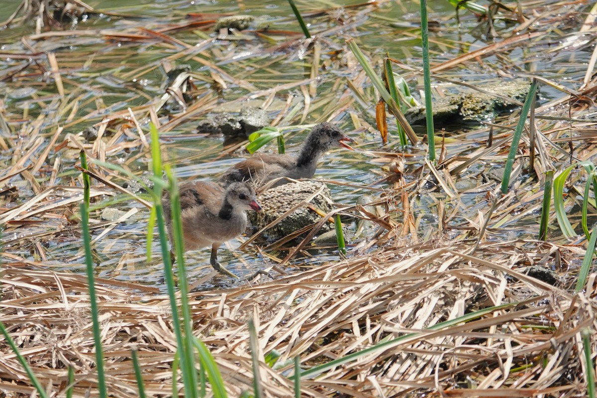 Eurasian Moorhen - ML620640640