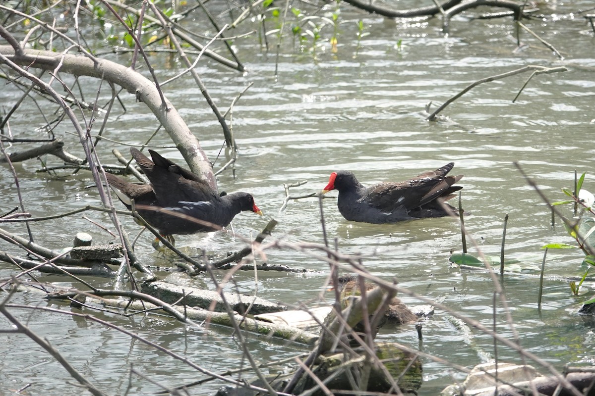 Eurasian Moorhen - ML620640641