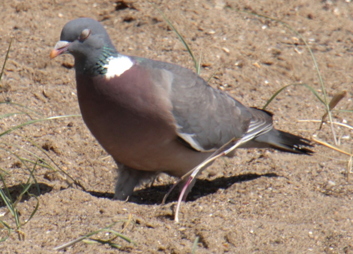 Common Wood-Pigeon (White-necked) - ML620640642