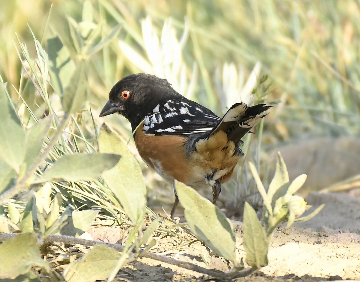 Spotted Towhee - ML620640644