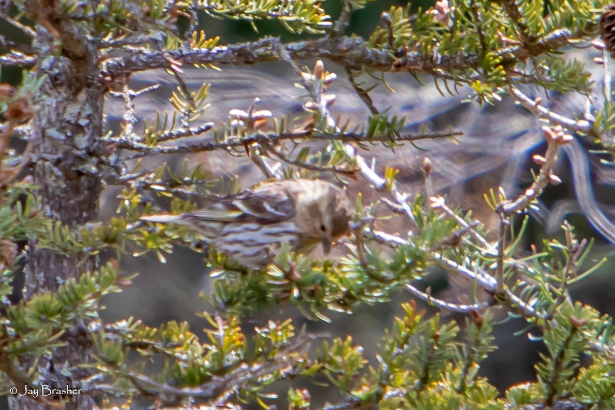 Pine Siskin - ML620640647