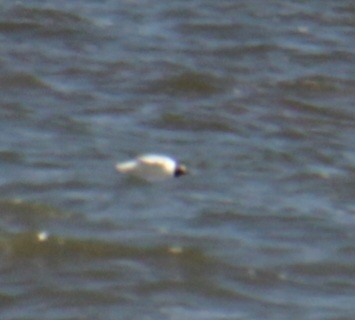 Black-headed Gull - ML620640649