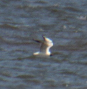 Black-headed Gull - Samuel Harris