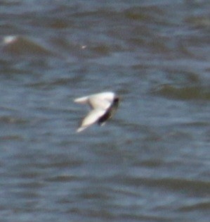 Black-headed Gull - ML620640653