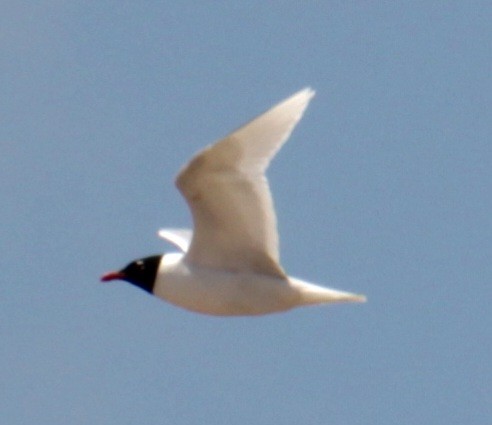 Mediterranean Gull - ML620640661