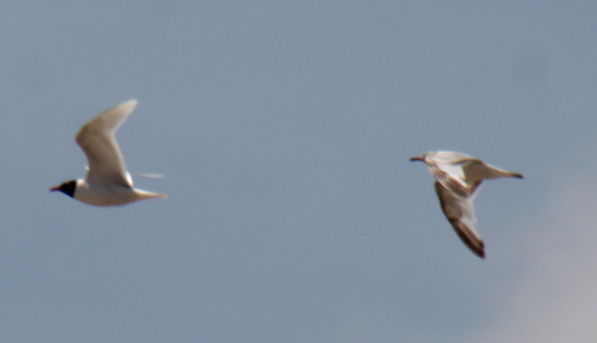 Mediterranean Gull - ML620640663