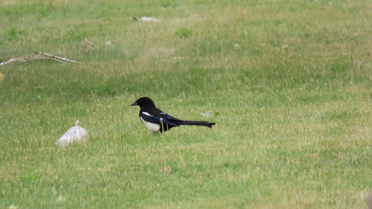 Black-billed Magpie - ML620640668