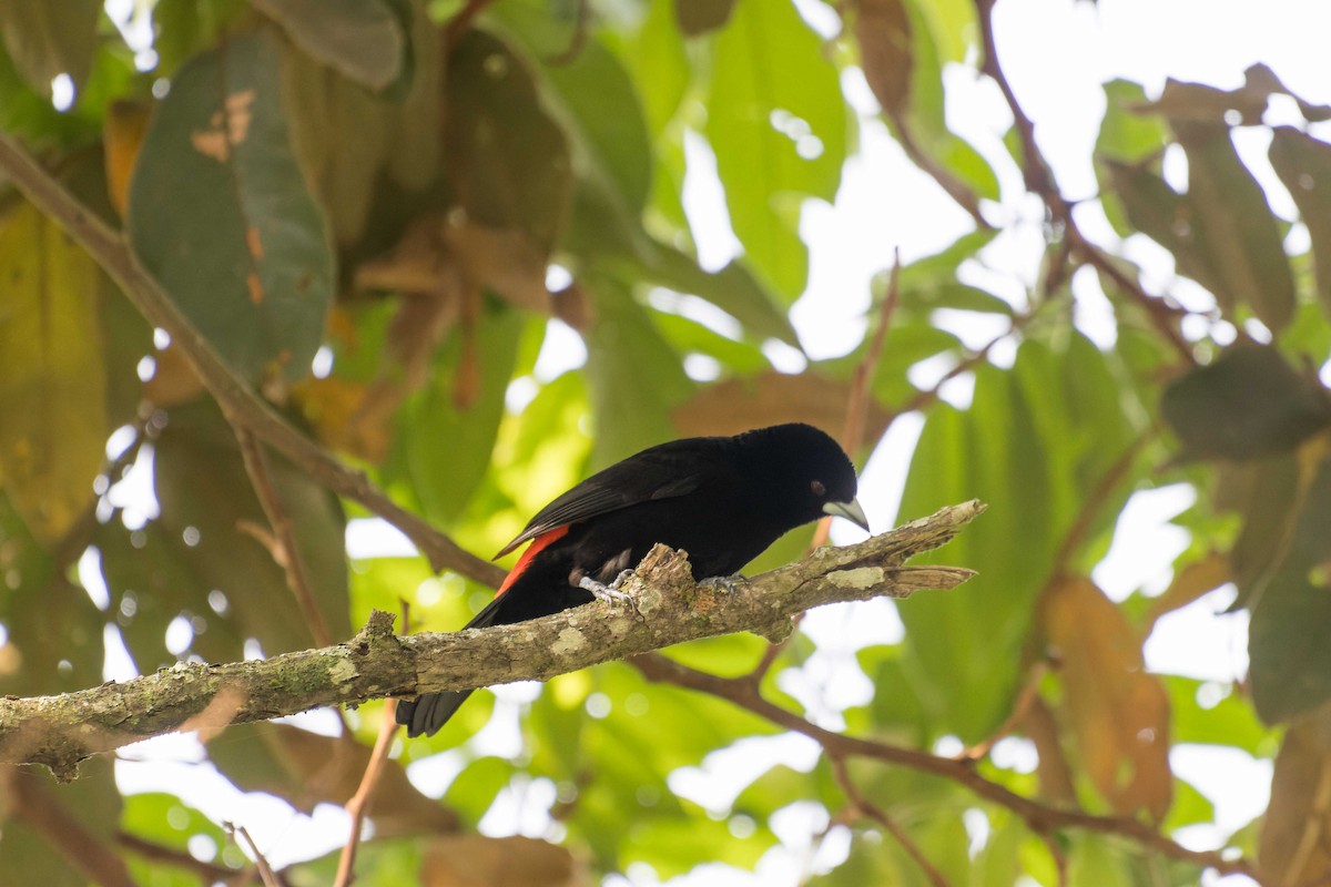 Flame-rumped Tanager - ML620640673