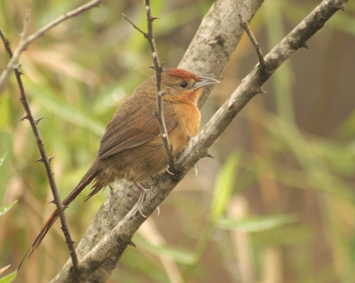 Orange-breasted Thornbird - ML620640682