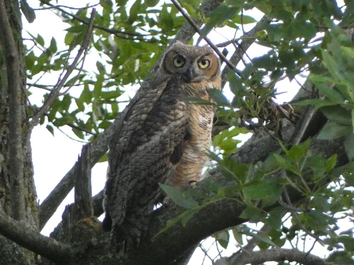 Great Horned Owl - ML620640686