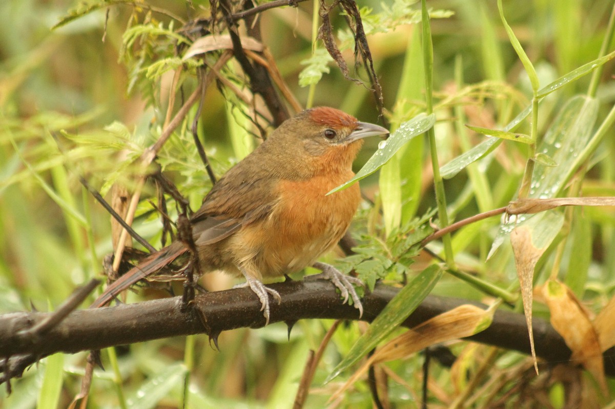 Orange-breasted Thornbird - ML620640687